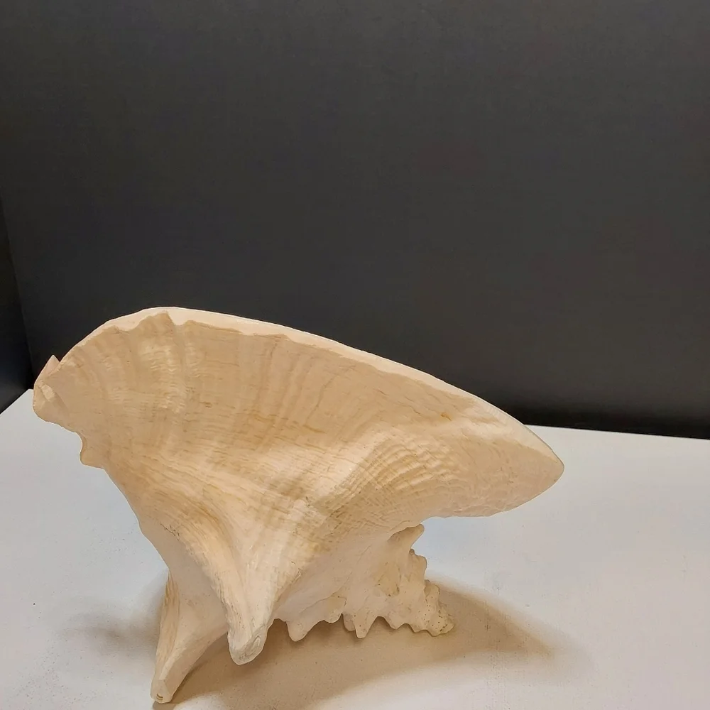 Natural Large Pink QUEEN Conch Shell Seashell Aquarium Beach Decor